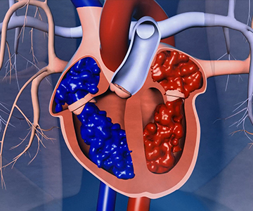 Illustration of heart and its chambers.