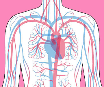 Illustration of vascular system with colors of pink and blue