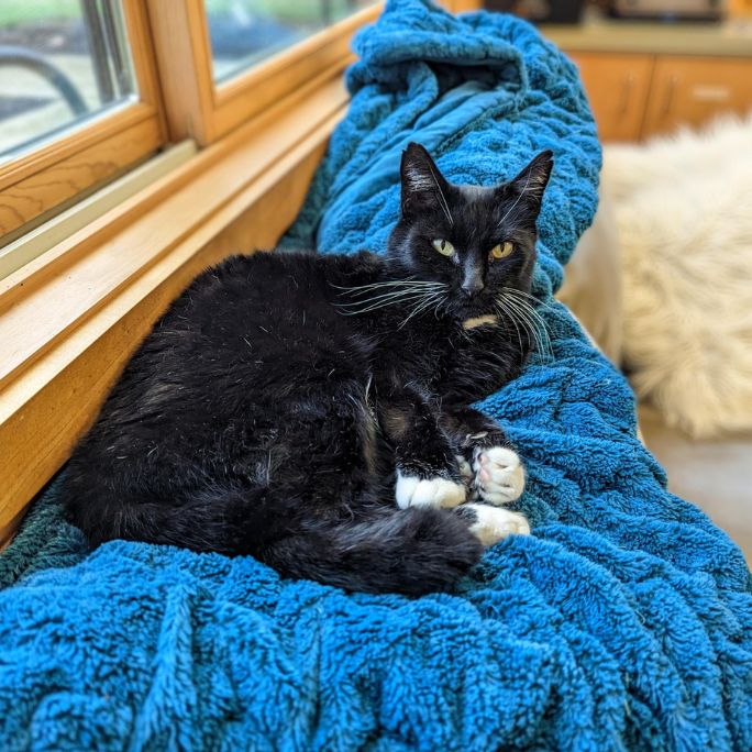 Black cat with white paws laying on blue blanket