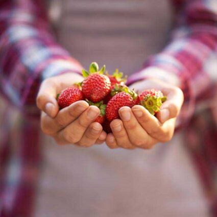 Hands holding fresh strawberries.