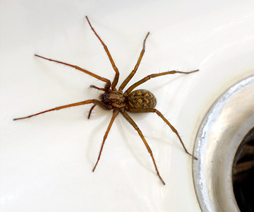 A giant house spider next to a sink drain.