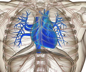 Illustrated chest view of heart and vessels behind rib cage.