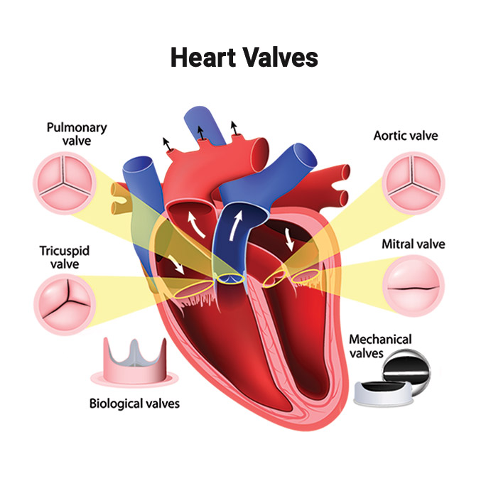 A colorful illustration of the heart's four valves, as well as a biological valve and mechanical valve.