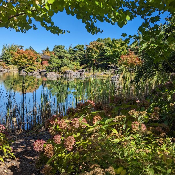 Japanese healing garden with fall colors and a pond.