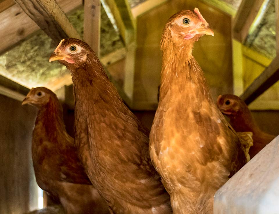 Four of Anthony's chickens looking curiously at the camera from just inside their coop.