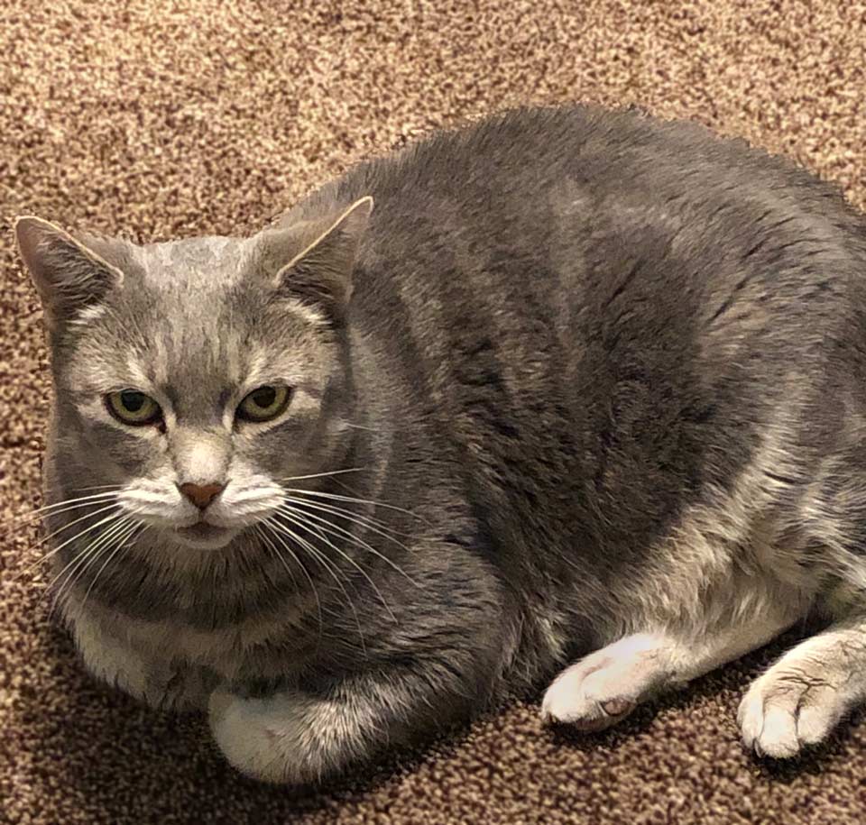 Randall's cat Hooptie.