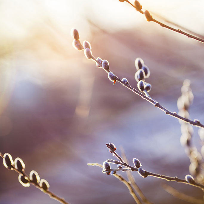Pussy willows against a morning sky.