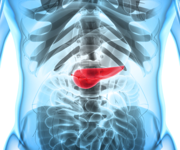 Graphic of human torso highlighting the pancreas