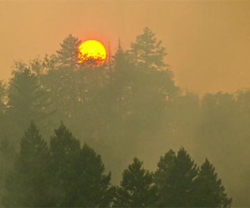 A hazy, smoky image with the sun rising over a forest.
