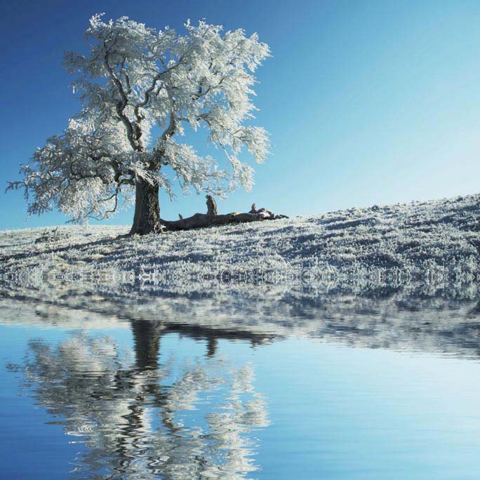 Winter tree reflecting in lake