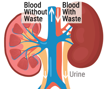 Diagram of kidneys and with the blood vessels that supply them.
