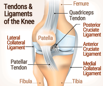 Illustration of tendons and ligaments of the knee.